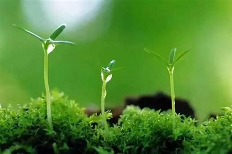 种植大蒜主要用什么肥料？