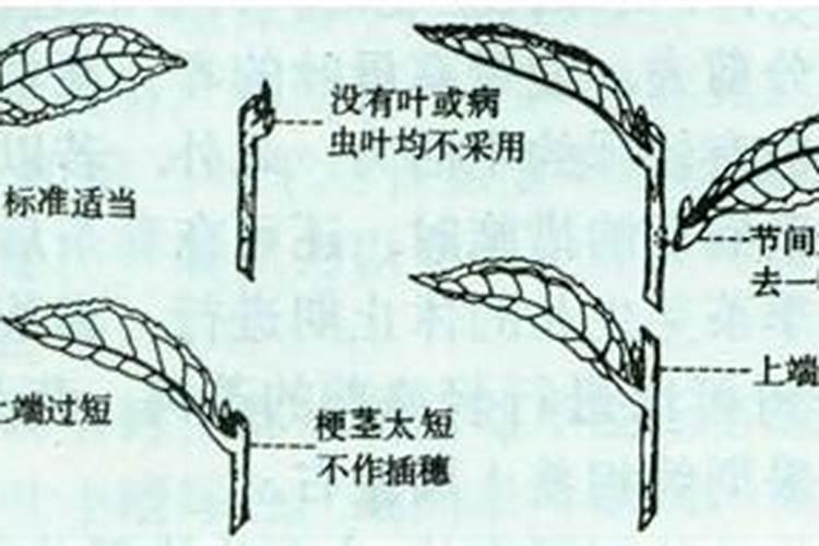 吃完鱼可以吃荔枝吗