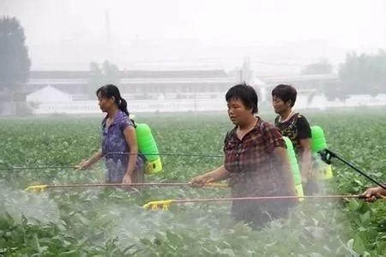 冬天三角梅套袋快速发芽  三角梅冬天需要浇水吗