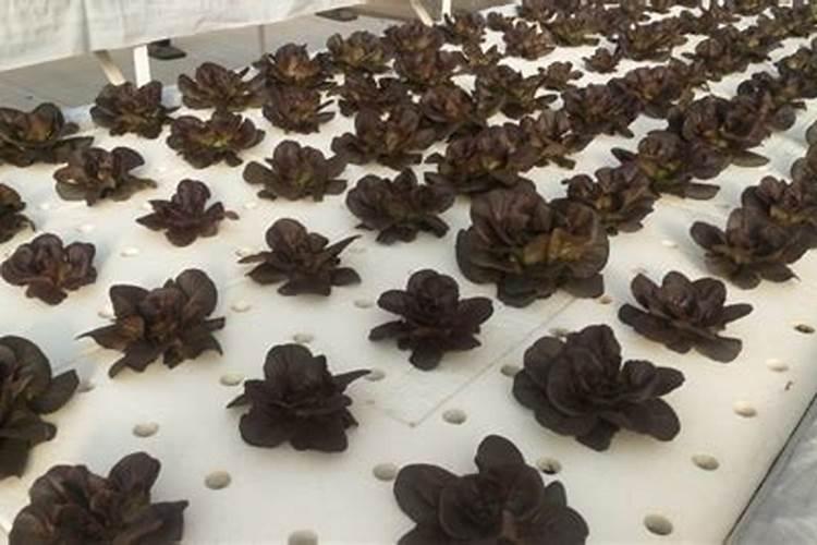 大蒜什么时候施肥最好 大蒜的施肥时间