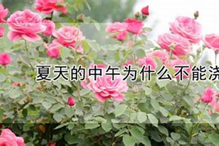 微生物菌肥虽好,但是你施用对了吗