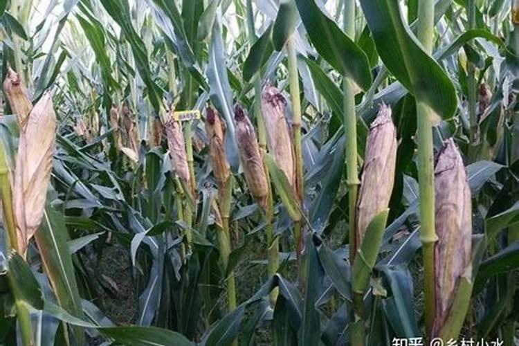玉米怎样能避免倒伏现象 玉米养殖技巧总结
