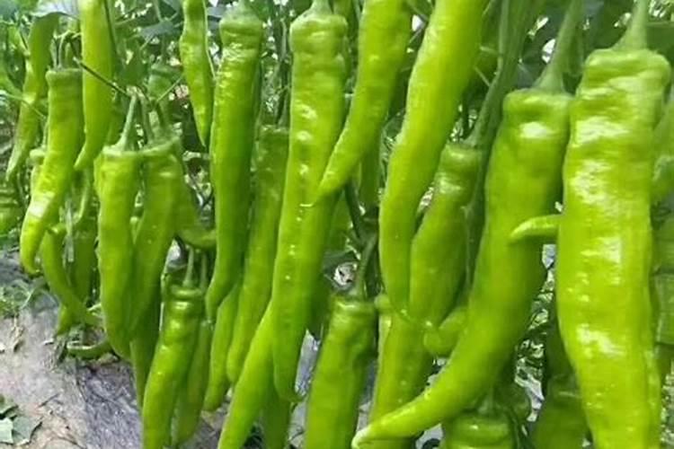 种植了很多有机辣椒,如何防治它的病虫害问题呢？