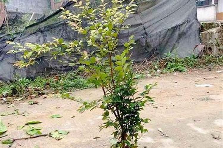 树莓的味道如何呢？
