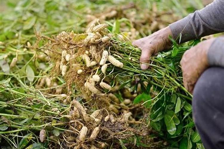 花生什么时候打芸苔素