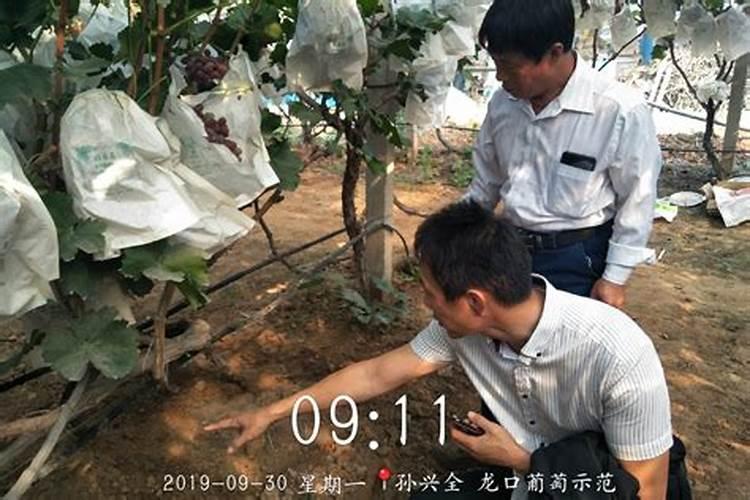 黄豆泡水浇花是生的好还是煮熟好