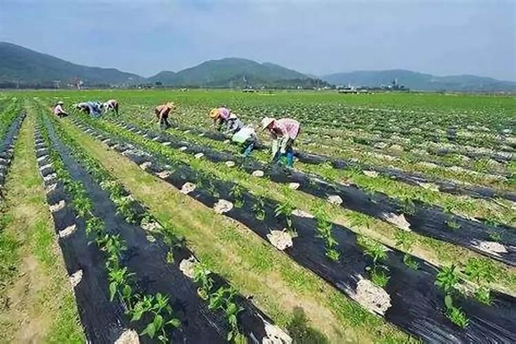 火山石拌土养花利弊