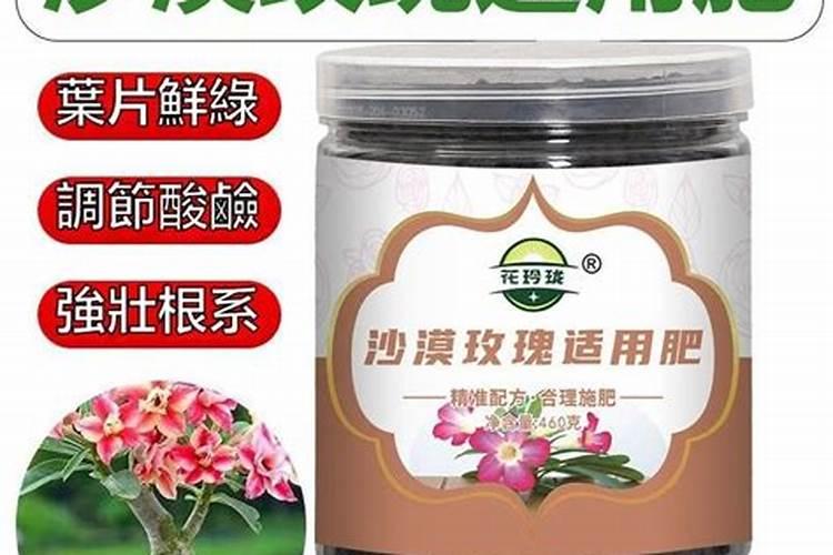 夏季如何养沙漠玫瑰长得肥又壮