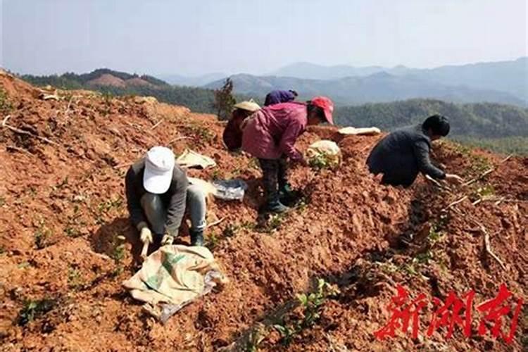 茶花多久浇一次淘米水打骨朵了能浇吗