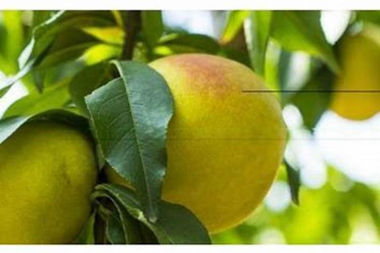 春季盆花的养护禁忌 – 花百科