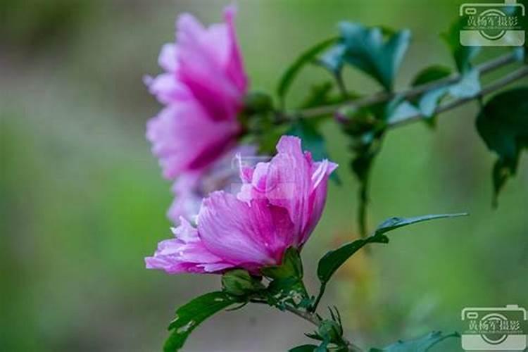 木槿花浇什么肥料合适