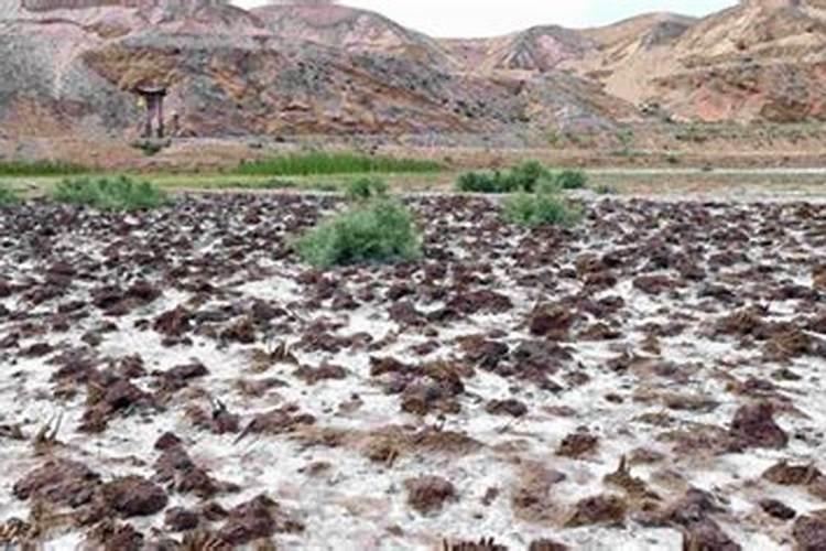 盐碱地玉米使用什么追肥比较好