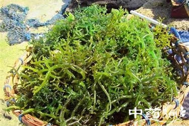 施什么肥料达到稳产增收效果？