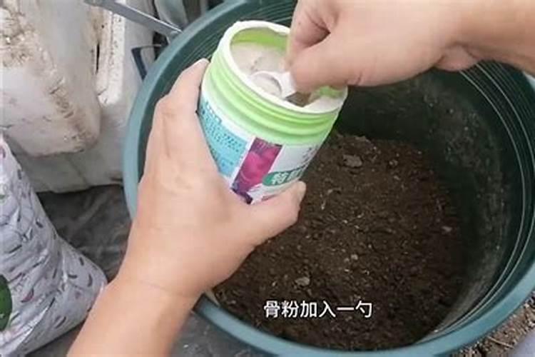 叶面肥和根部追肥有什么区别 叶面肥料可以代替根部施肥吗
