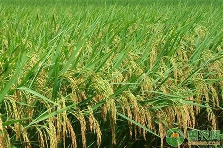 水溶肥是一种新型的肥料,这种肥料比较适合什么农作物？