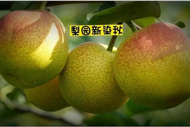 如何提高枣树树势