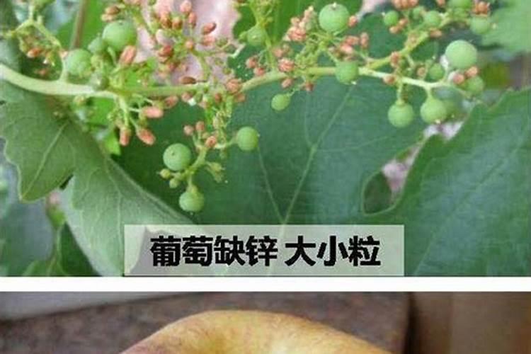 枣树在开花结果的时候需要施放什么？