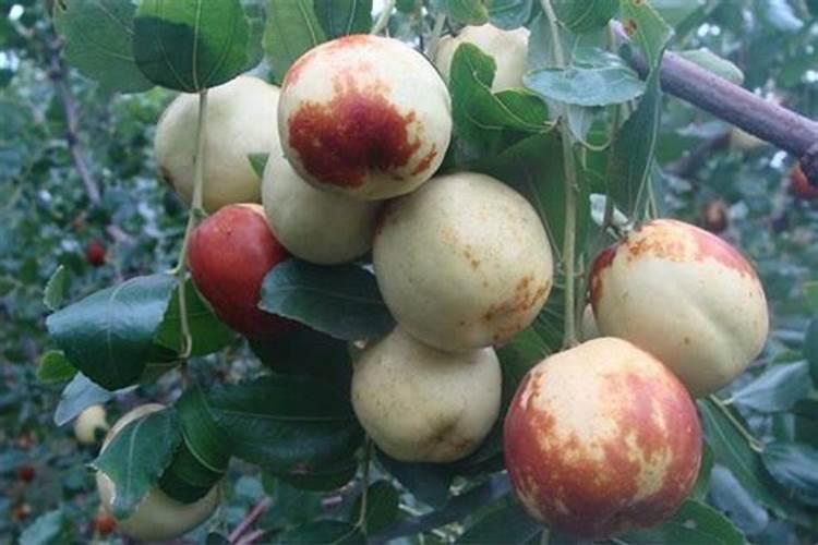 冬枣树怎么种植技术