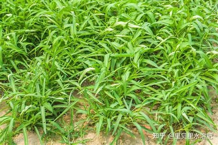 芒果树几月份用底肥？