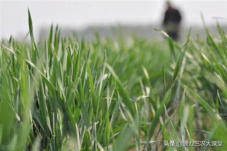 给50年的红松施肥用什么肥料最好每一棵树施多少肥