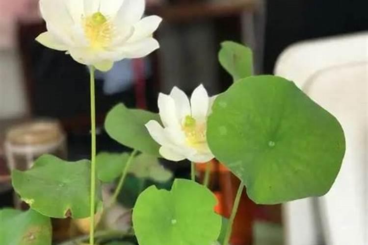 碗莲要开花需要施什么肥