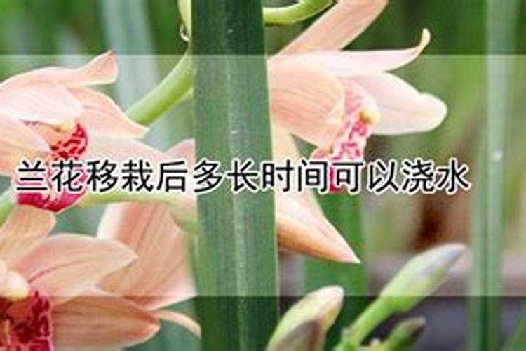 兰花分株后如何浇水施肥？