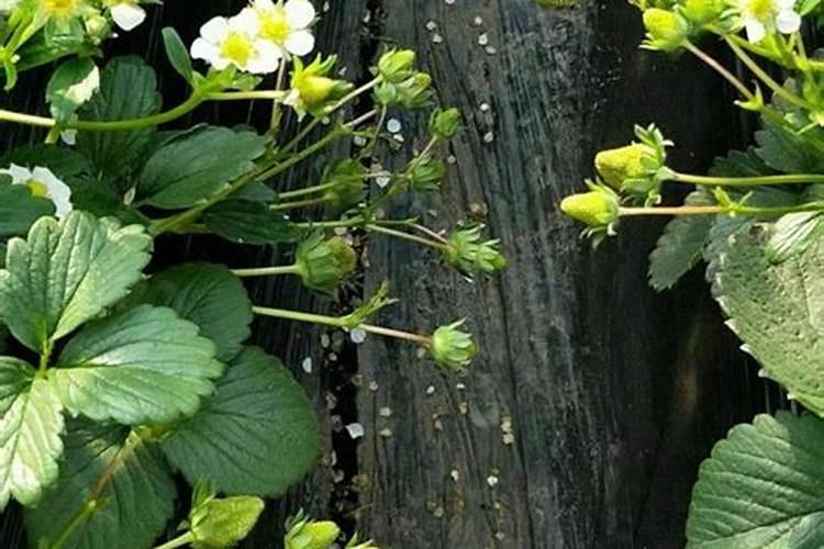 芸苔素使用技巧