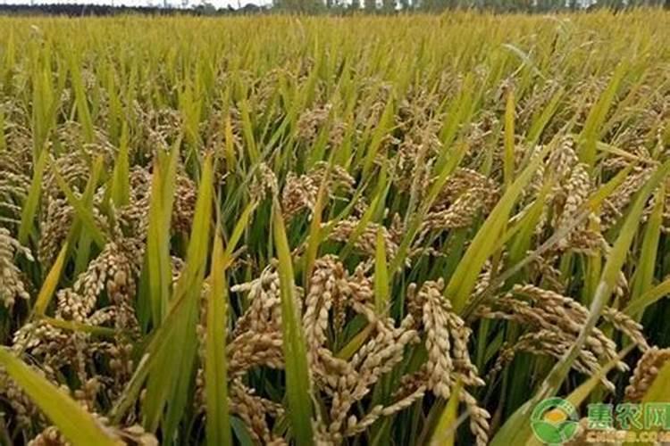 种植桃树时,都有哪些方法可以防止害虫？