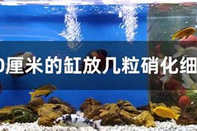 生菜水培管理很关键,生菜水培管理技术有哪些？