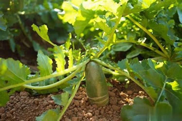 芸苔素真正的作用是什么？