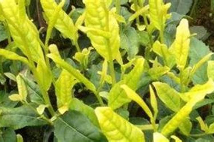 蔬菜幼苗移栽后多久可以施肥