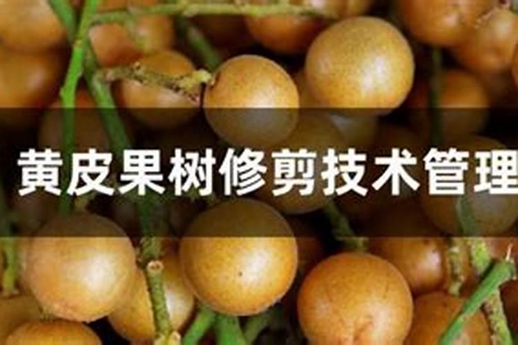 黄皮最好的肥料是什么？
