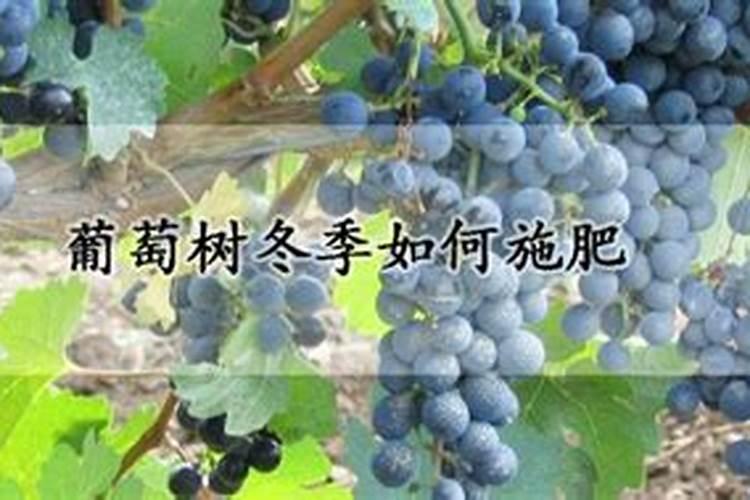 葡萄树冬季适合用什么肥料来施加