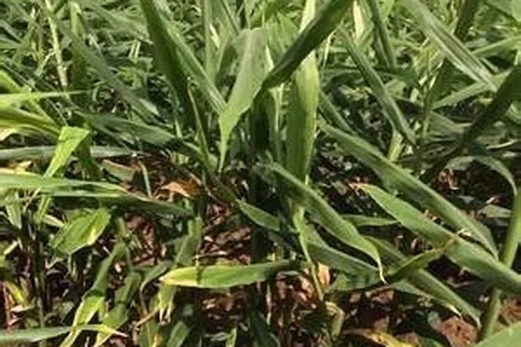 怎样提高叶面施肥的效果？