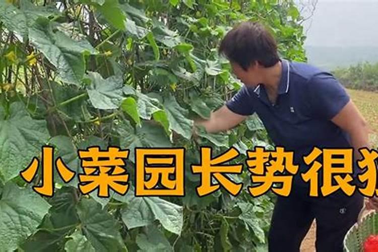 菜打了杀菌药,一场雨过后还可不可以吃？
