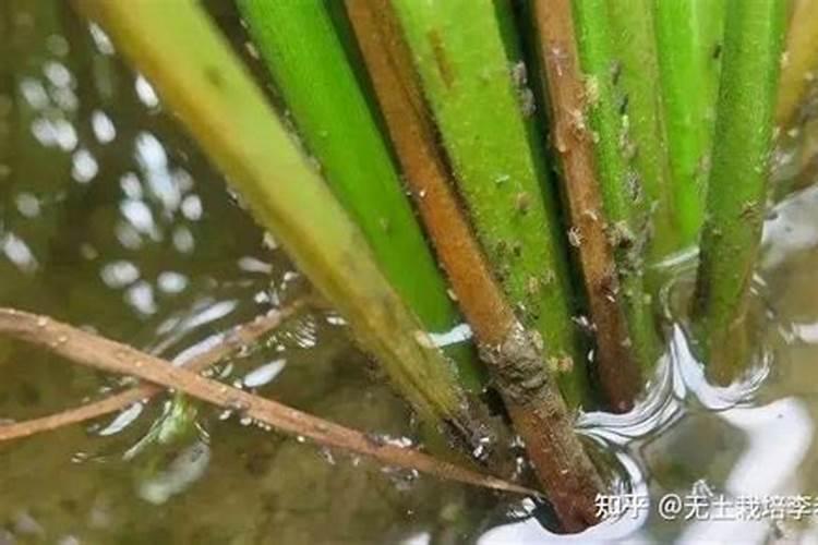 白菜苗期,大雨过后怎样防治病害