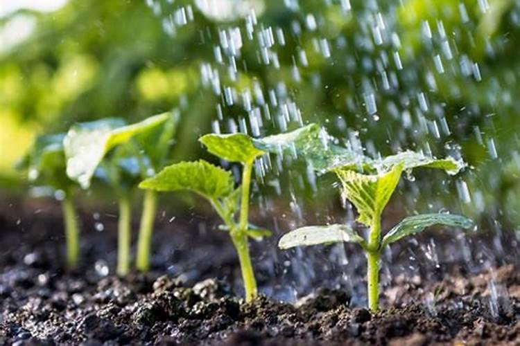 种的菜籽发芽了下雨怎么办(播菜籽后下大雨怎么办)