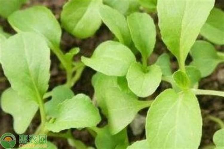 刚栽的菜苗应怎么浇水和追肥