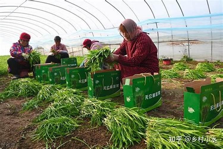 缺氧梭子蟹是什么意思