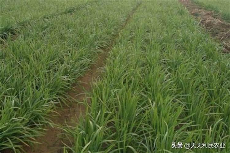 韭菜叶尖发黄枯死是怎么回事？