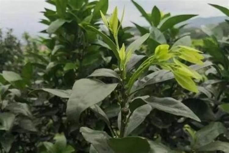 柑橘施肥时间和用量 柑橘施肥时间和用量是什么