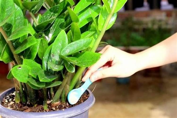 大棚蓝莓种植挣钱吗