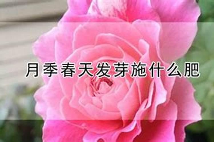 鸽子粪怎么发酵当花肥
