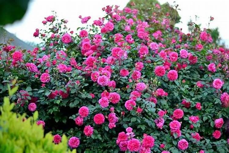 月季花种多少钱一斤