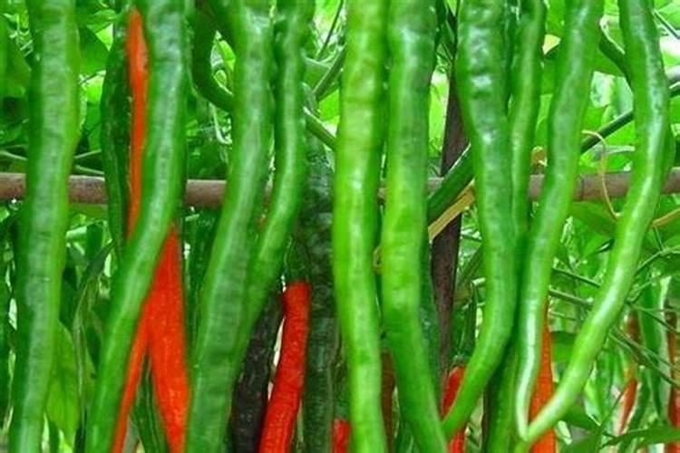 为什么夏天种植辣椒要补硼？硼有什么用？