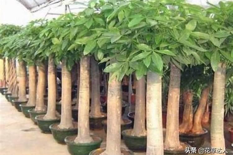 发财树能喷磷酸二氢钾叶面肥吗？