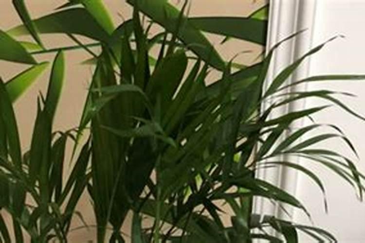 凤尾竹的养殖方法和注意事项