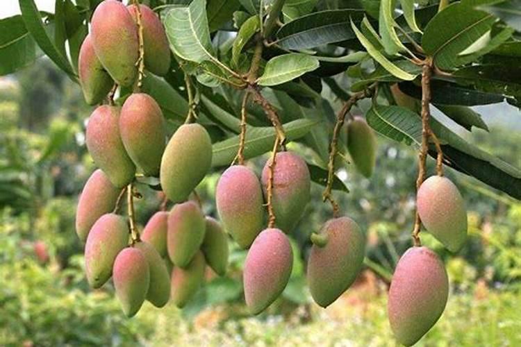 芒果用什么肥料最好
