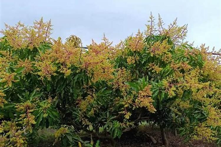 芒果施肥方法和注意事项 如何给芒果施肥