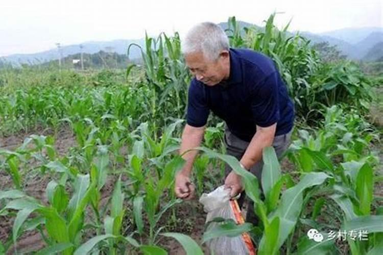 玉米叶面肥中午喷可以吗